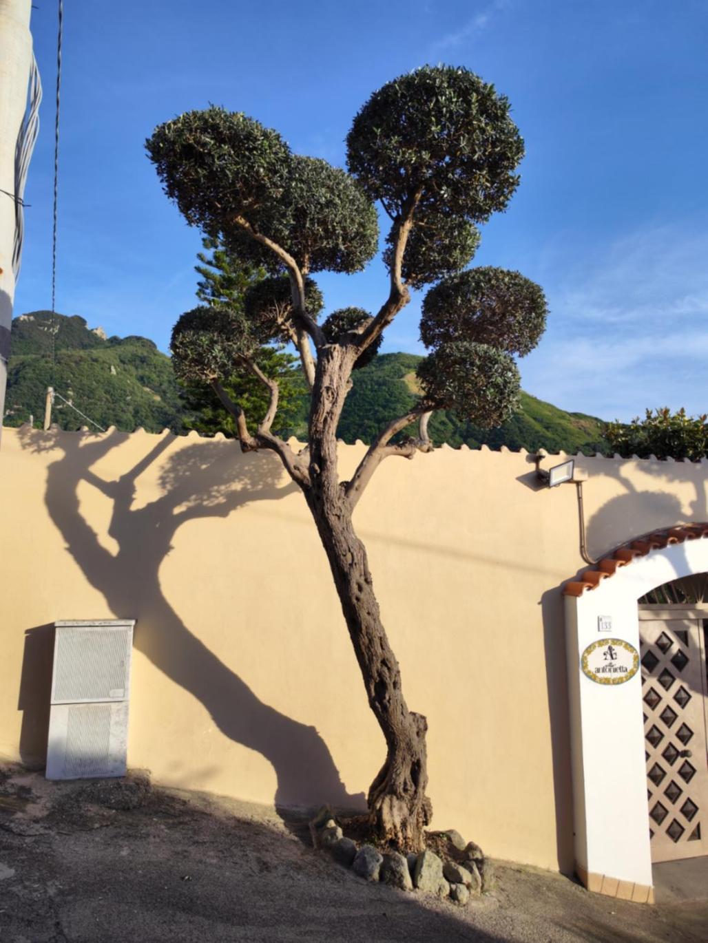 Villa Antonietta Ischia Exterior foto