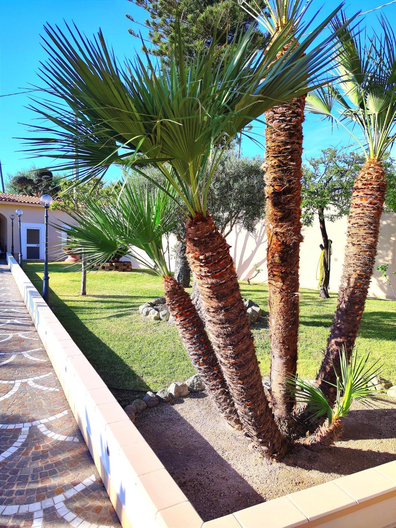 Villa Antonietta Ischia Exterior foto